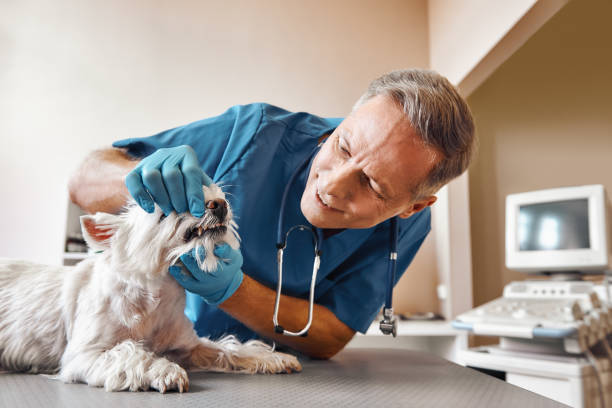 Best Weekend Emergency Dentist in Ralls, TX
